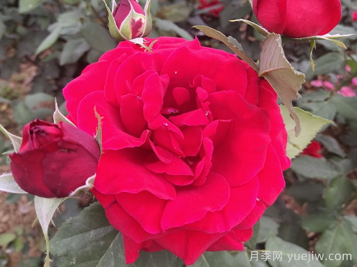 玫瑰花语是什么？盘点五个颜色的玫瑰花语(图1)