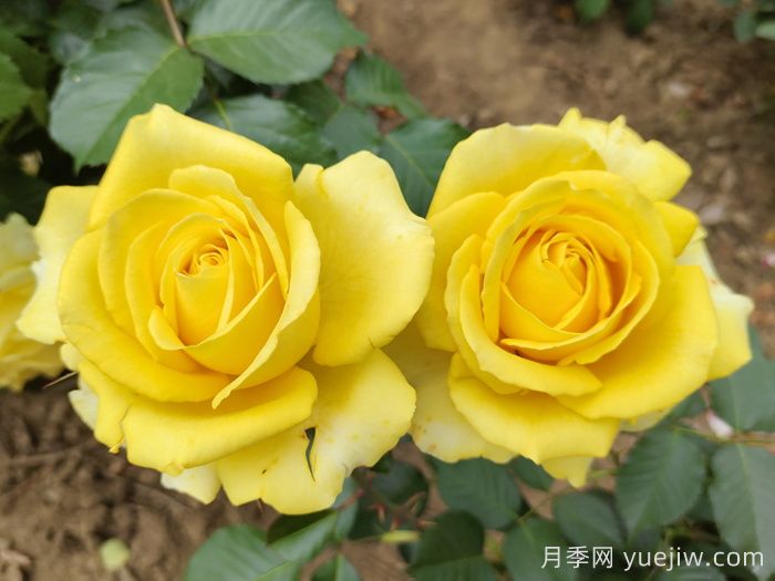 玫瑰花语是什么？盘点五个颜色的玫瑰花语(图2)