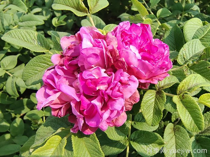 大马士革玫瑰能吃吗?用于制作花酱或者泡茶食用(图1) 大马士革玫瑰能吃吗?用于制作花酱或者泡茶食用(图1)