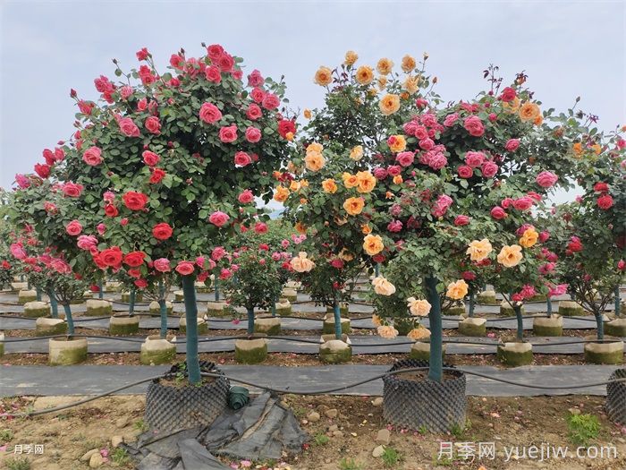 10公分的树状月季批发价格多少钱一棵？月季网解答(图2)