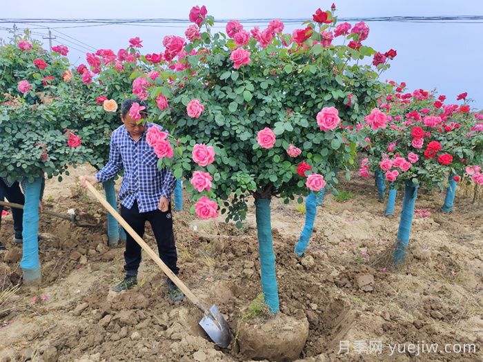 10公分的树状月季批发价格多少钱一棵？月季网解答(图1)