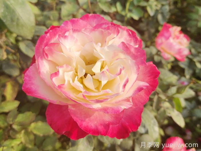 北京什么月季花大好养？月季专家带您品杂交茶香月季(图2)