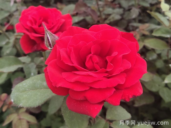 北京什么月季花大好养？月季专家带您品杂交茶香月季(图5)