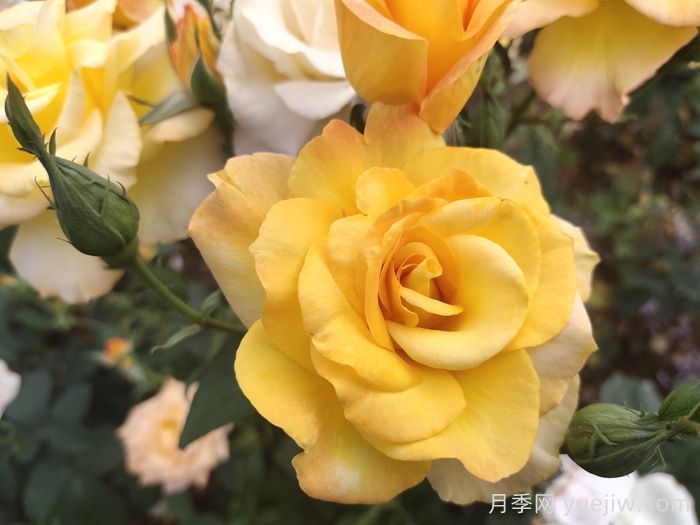 北京什么月季花大好养？月季专家带您品杂交茶香月季(图9)