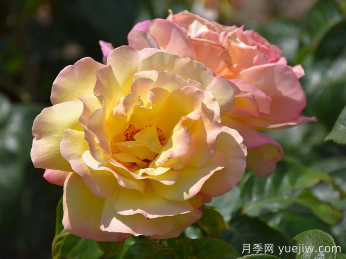 北京什么月季花大好养？月季专家带您品杂交茶香月季(图6)