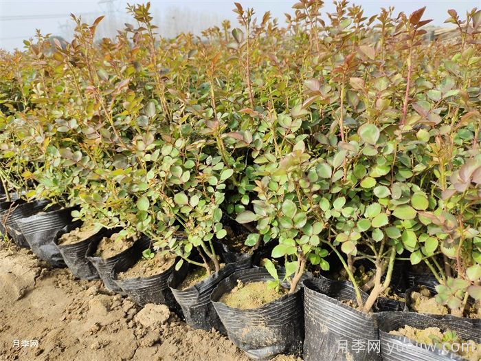 南阳月季小苗的价格是多少呢？(图1)