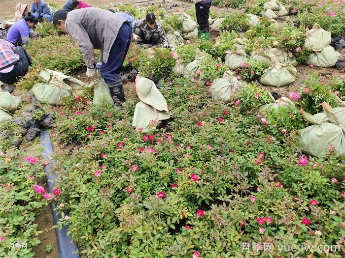南阳月季小苗的价格是多少呢？(图2)