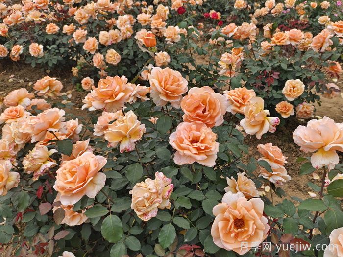 月季花在巩义市的应用(图1)