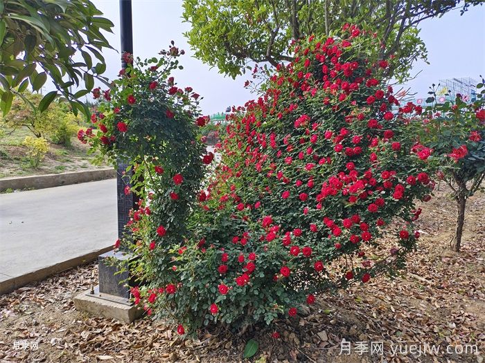 月季市花主题花园的建设思路(图3)