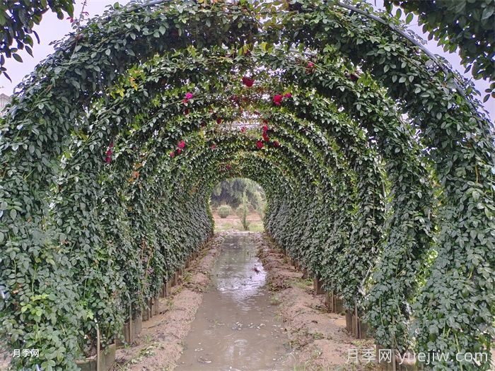 造型月季拱门在园林景观中的作用(图2)