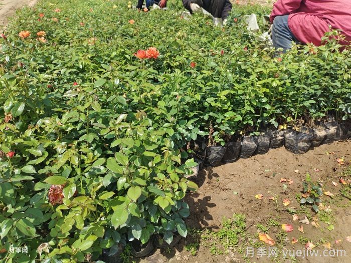 8月份月季养护要点和注意事项​(图2)