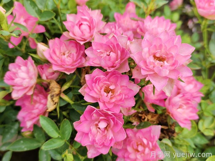 月季不是随便种,选对类型花才养得好!(图1) 月季不是随便种,选对类型花才养得好(图1)