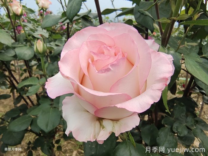 月季不是随便种,选对类型花才养得好!(图3) 月季不是随便种,选对类型花才养得好(图3)