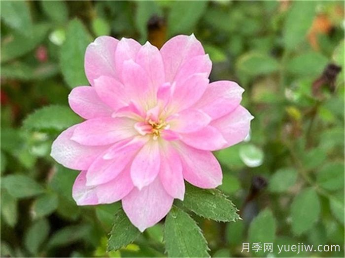 小空间能养的月季在这,值得入手的微型月季(图4) 小空间能养的月季在这,值得入手的微型月季(图4)