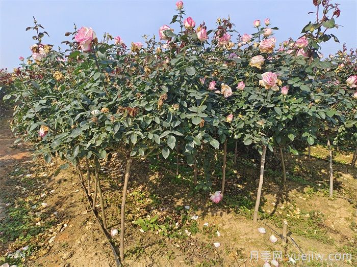 八月中下旬月季养护指南，期待秋天到来(图2)