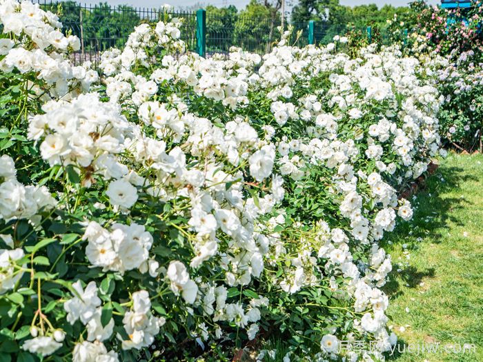 治愈系白色月季推荐，每一款都值得拥有(图4)