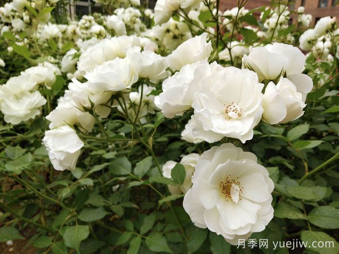 藤冰山月季(图2)