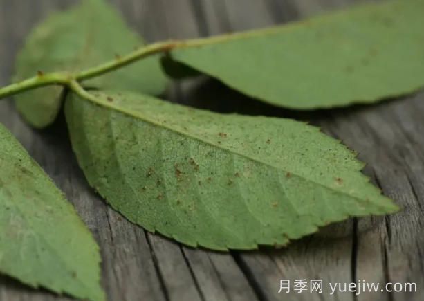 月季红蜘蛛大爆发,怎么给它们彻底消灭干净?(图1) 月季红蜘蛛大爆发,怎么给它们彻底消灭干净?(图1)