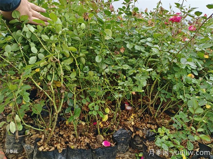 月季嫁接苗和扦插苗的区别，你喜欢哪一个？(图1)