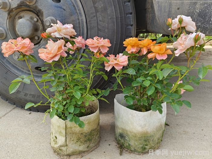 月季嫁接苗和扦插苗的区别，你喜欢哪一个？(图2)