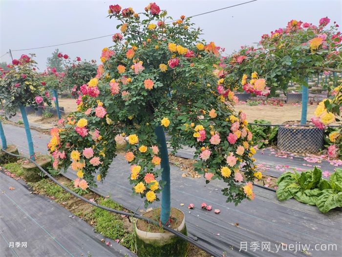 藤本月季能否嫁接制作月季树？(图1)