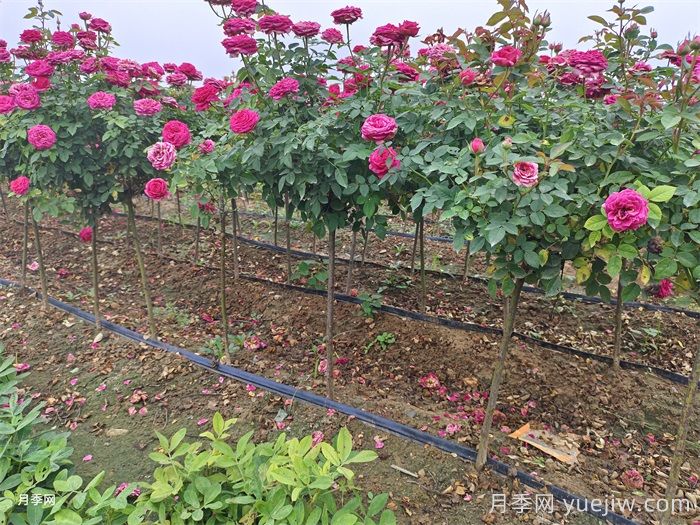 月季花养护技巧秘技(图2) 月季花养护技巧秘技(图2)