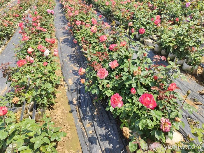 月季花养护技巧秘技(图3) 月季花养护技巧秘技(图3)