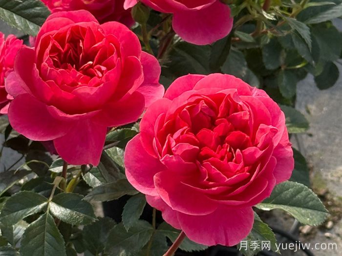 安利9款月季花,被花友吹爆(图2) 安利9款月季花,被花友吹爆(图2)