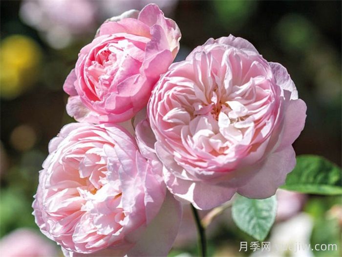 安利9款月季花,被花友吹爆(图4) 安利9款月季花,被花友吹爆(图4)