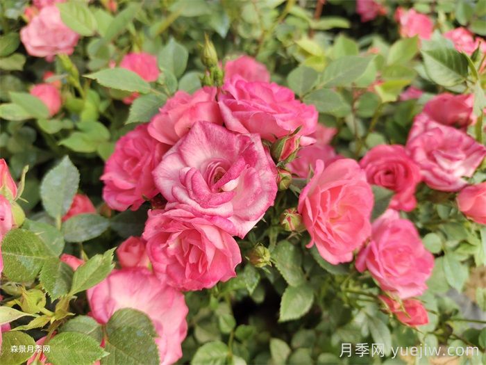 植物科普:微型月季(图1) 植物科普:微型月季(图1)