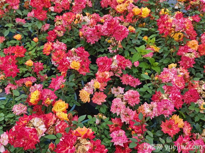 植物科普:微型月季(图2) 植物科普:微型月季(图2)