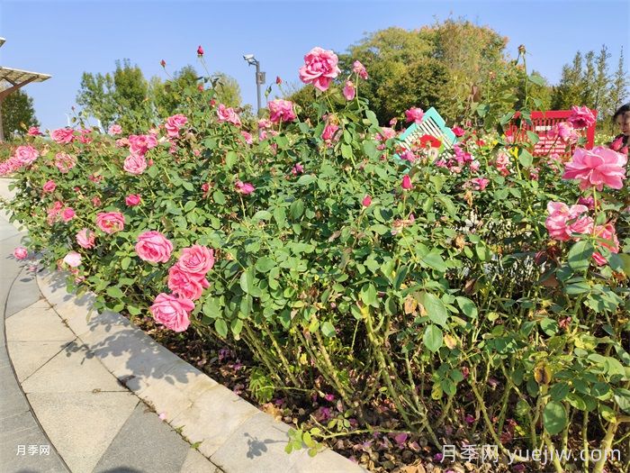 夏季园林花木生存指南,10项措施应对高温(图1) 夏季园林花木生存指南,10项措施应对高温(图1)