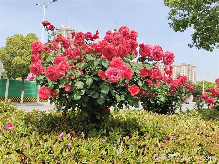 月季造景不单调！月季与苗木黄金搭档打造高颜值花境(图2)