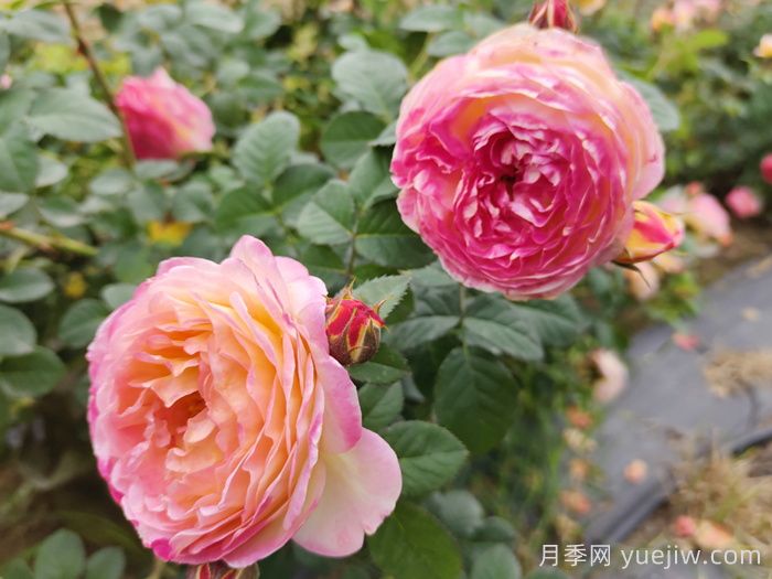 詹森月季/罗斯曼尼詹森月季(图3)