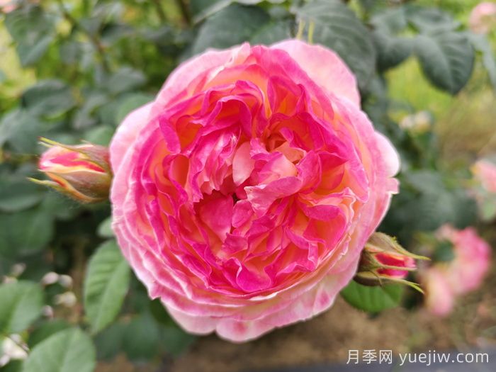 詹森月季/罗斯曼尼詹森月季(图1)