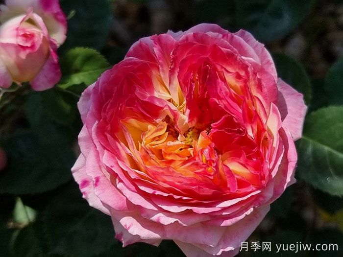 詹森月季/罗斯曼尼詹森月季(图4)