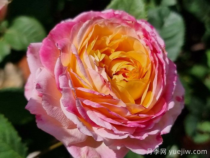 詹森月季/罗斯曼尼詹森月季(图2)