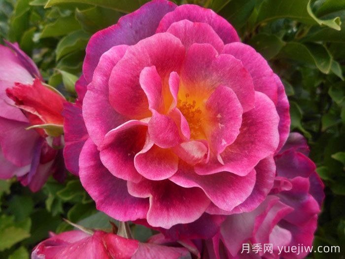 麦斯女妖月季/默斯女魔/恶魔般的海洋(图1)