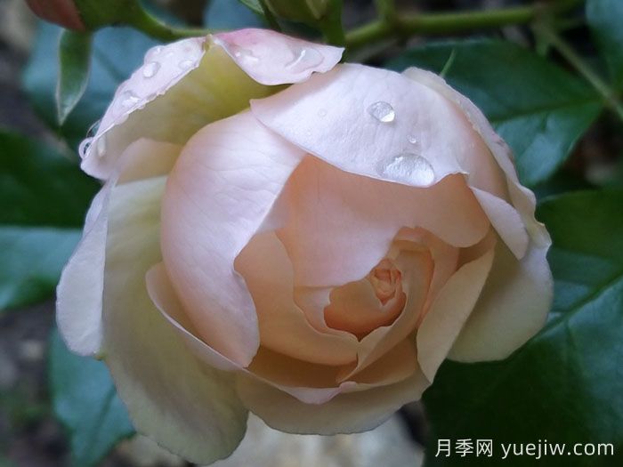 尚塔尔托马斯月季/玉玲珑(图4)