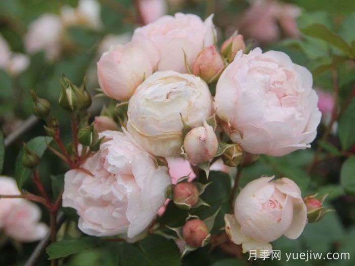 尚塔尔托马斯月季/玉玲珑(图2)