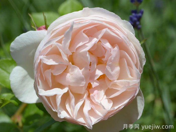 尚塔尔托马斯月季/玉玲珑(图1)