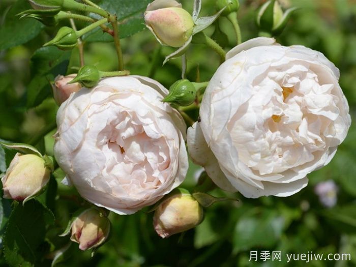 尚塔尔托马斯月季/玉玲珑(图3)