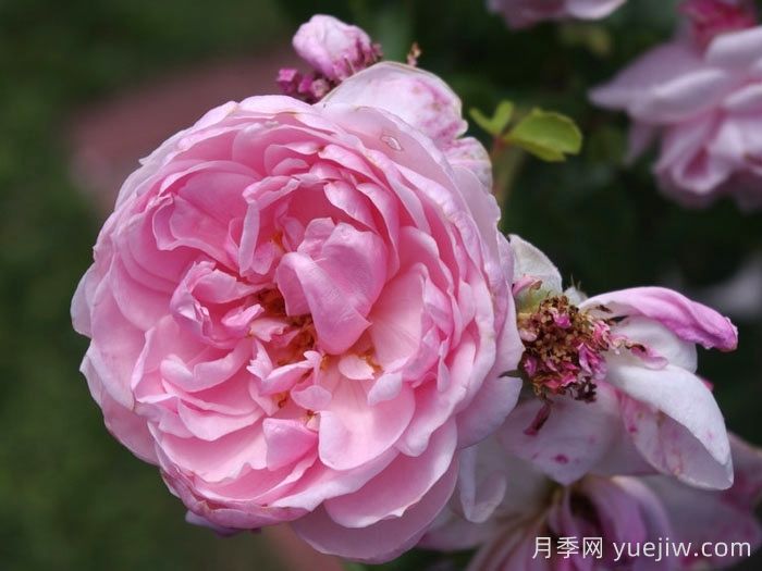 仙度瑞拉月季/灰姑娘月季(图1)