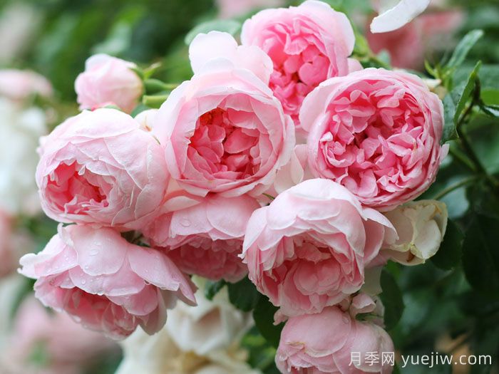 仙度瑞拉月季/灰姑娘月季(图2)