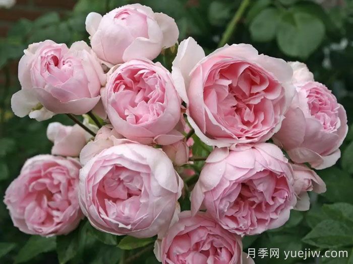 仙度瑞拉月季/灰姑娘月季(图3)