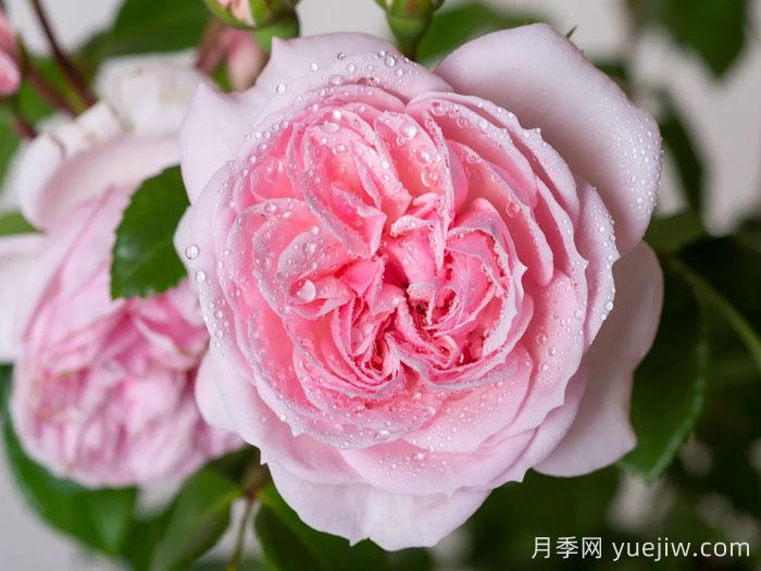 仙度瑞拉月季/灰姑娘月季(图4)