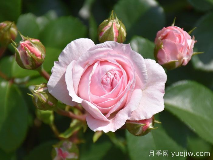 仙度瑞拉月季/灰姑娘月季(图5)