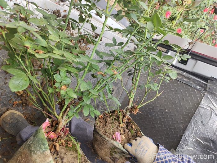 夏季灌木月季栽植的技术要点(图2)