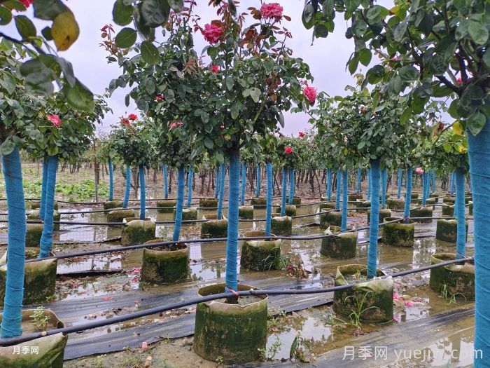 暴雨过后,哪些园林植物易受害?(图1) 暴雨过后,哪些园林植物易受害?(图1)