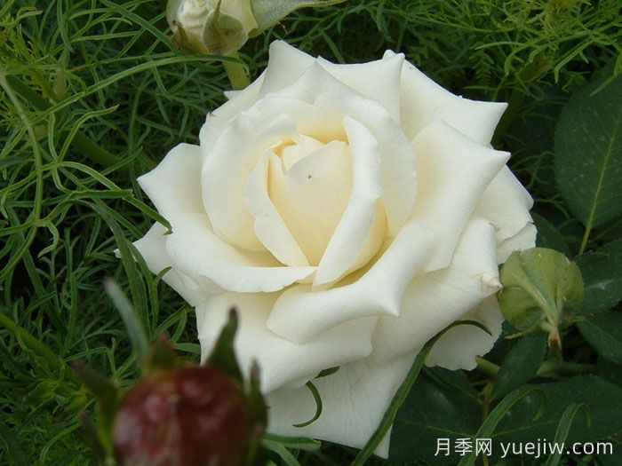 帕斯卡利月季(图2)